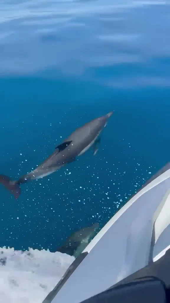 Blue Tide Marbella - Yacht Rental - 4
