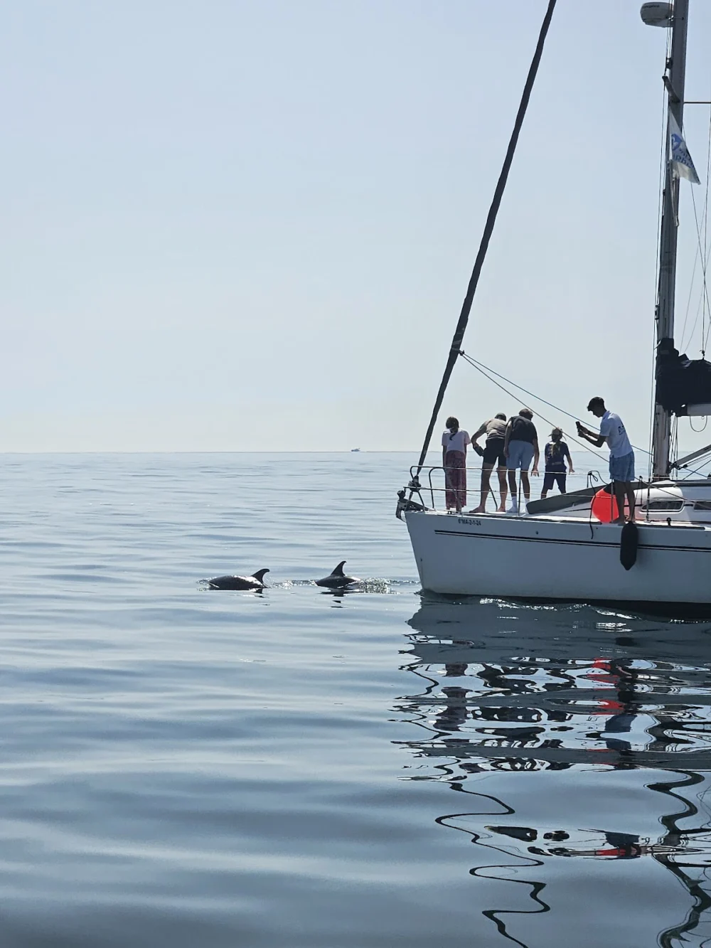 Dolphins Marbella | Yacht Tours & Boat Trips